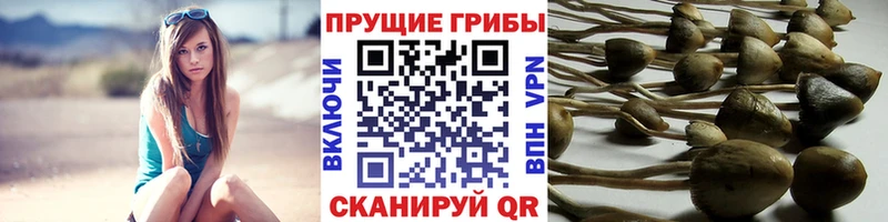 Псилоцибиновые грибы Psilocybe  Купить где  Печора 